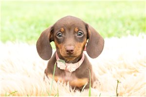 Brenna - Dachshund, Tweenie for sale