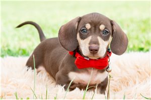 Clayton - Dachshund for sale