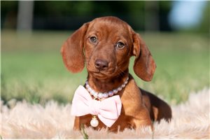Peace - Dachshund, Mini for sale