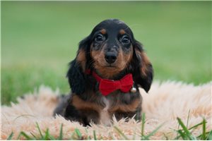 Caleb - Mini Dachshund for sale