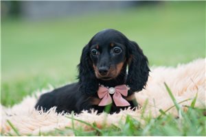 Cheyenne - Mini Dachshund for sale