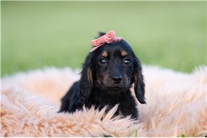 Gretchen - Mini Dachshund for sale