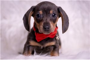 Amir - Dachshund, Mini for sale