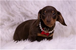 Barnum - Dachshund, Mini for sale