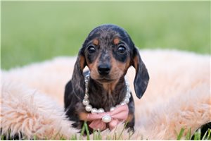 Gretel - Dachshund, Mini for sale