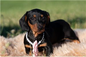 Parley - Dachshund, Mini for sale