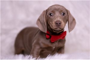 Archer - Dachshund, Mini for sale