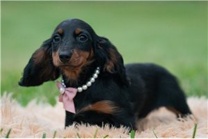 Cookie - Mini Dachshund for sale