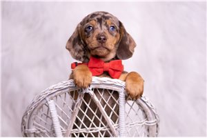 Brent - Dachshund, Mini for sale