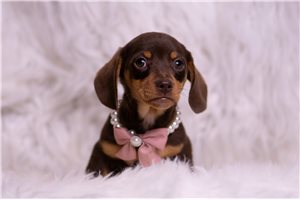 Betsy - Dachshund, Mini for sale