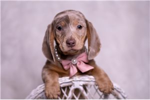 Anna - Dachshund, Mini for sale