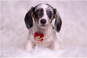 Antonio - Dachshund, Mini for sale