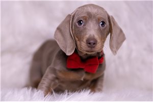 Austin - Dachshund, Mini for sale