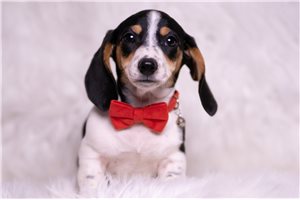 Ashton - Dachshund, Mini for sale