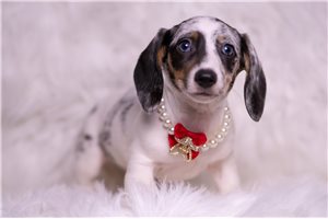 Antonio - Dachshund, Mini for sale