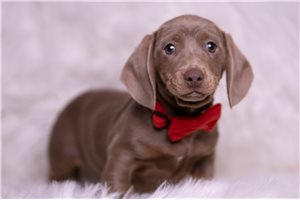 Archer - Dachshund, Mini for sale