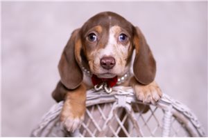Arthur - Dachshund, Mini for sale