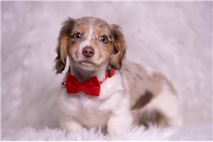 Atlas - Dachshund, Mini for sale