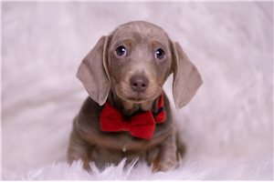 Austin - Dachshund, Mini for sale