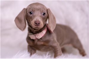 Athena - Dachshund, Mini for sale