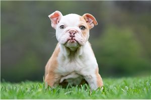 Amelia - English Bulldog for sale
