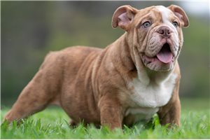 Avery - English Bulldog for sale
