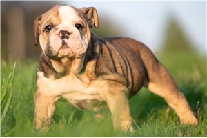 Paloma - English Bulldog for sale