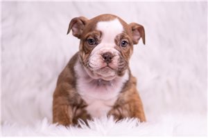 Abigail - English Bulldog for sale