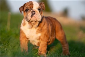 Priscilla - English Bulldog for sale