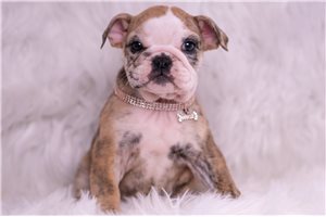 Aria - English Bulldog for sale
