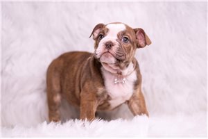 Abigail - English Bulldog for sale