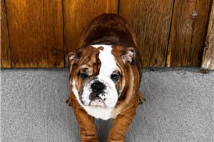 Priscilla - English Bulldog for sale