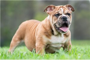 Aiden - English Bulldog for sale