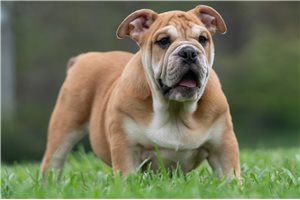Alex - English Bulldog for sale