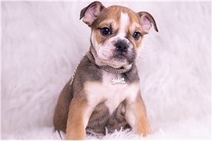 Asher - English Bulldog for sale