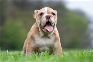 Anthony - English Bulldog for sale