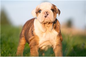 Penny - English Bulldog for sale