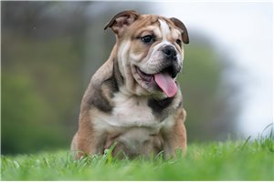 Asher - English Bulldog for sale