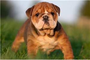 Puja - English Bulldog for sale