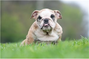 Aria - English Bulldog for sale
