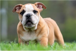 Aurora - English Bulldog for sale