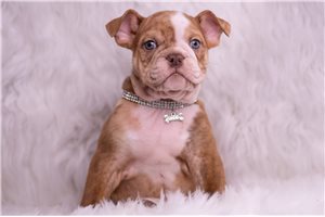 Avery - English Bulldog for sale
