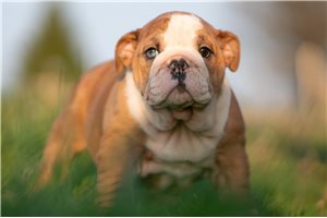 Poppy - English Bulldog for sale