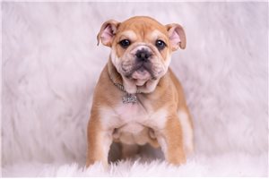 Alex - English Bulldog for sale