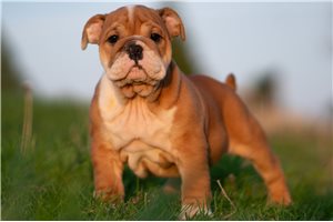Pascal - English Bulldog for sale