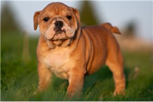 Preston - English Bulldog for sale