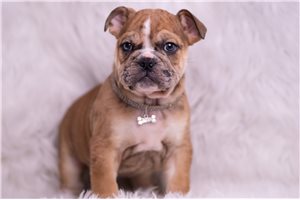 Aiden - English Bulldog for sale