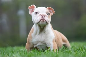 Amelia - English Bulldog for sale