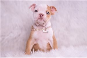 Amelia - English Bulldog for sale