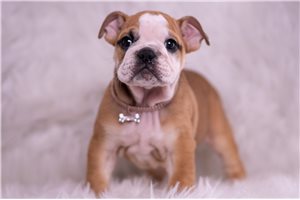 Aurora - English Bulldog for sale